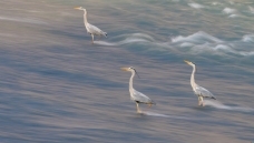 ����֮��