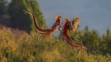 ����ʦ�ǰ�������