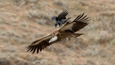 �������߱��ϵ�������