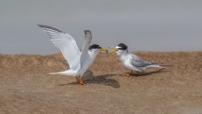 ʾ��