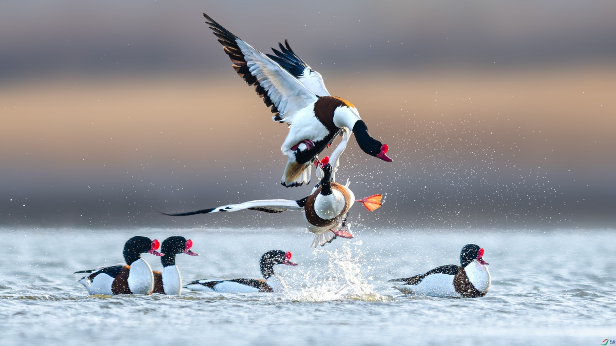 ���鱣��ս