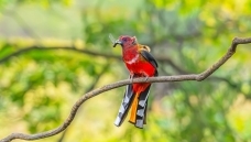 ����С��