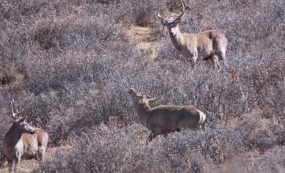 ��ԭѰ¹�������뾪ϲ��֯���ó�