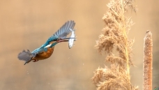 �ô�һ����