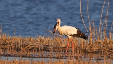 Ϧ���µ�����