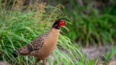 �Ƹ�����