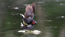 ��������