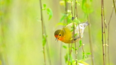 ζ���ü���