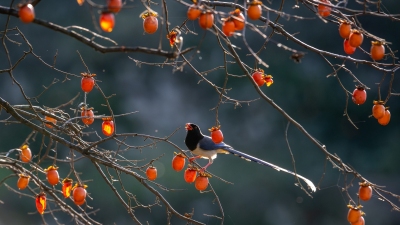 ���������´�