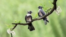 �ڹھ������ٻ���ҳ������
