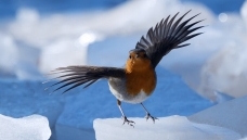 �����ǳ�