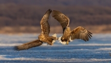 ��ս������β����