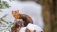 ѩ������