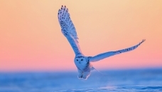 ����չ��