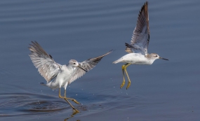 ���ֵ�ˮ�䲩��