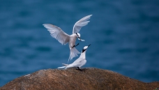 ��ζ���ˣ�