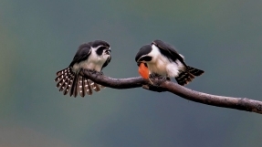 ��ۣ�����һ֧���廨��        лл��ʦ��