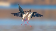 ����ʶ��