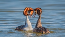 ��ٳ����