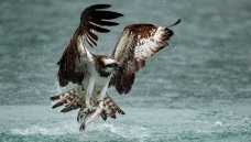 ����ץ��