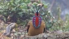 ������ף����ʦ��Ʒ�ٻ����������