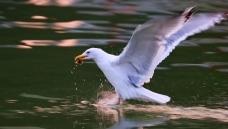 ������Ÿ����æ