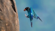  ����鳲