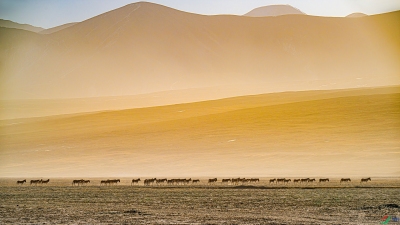 ����Բ�Ұãã��