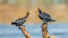 ���ȱ�˭��ɤ�Ŵ�