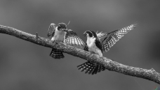 ����С��