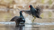 �Ӹ�����