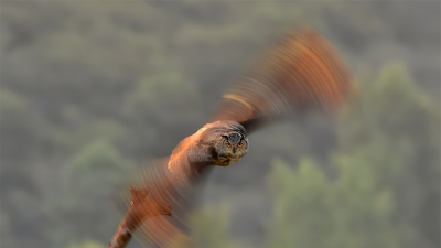 ���ţ�������