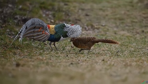 �׸�������ż