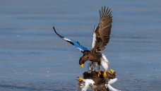 ��ԭ����