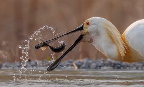 ��һ���������صĴ���֮Լ