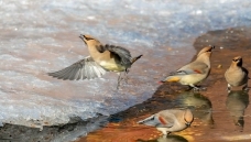 ��ɫ����