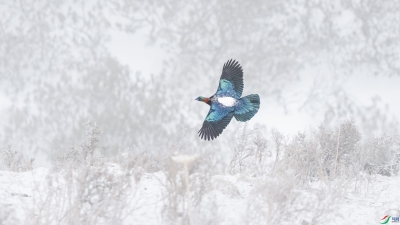 ��β����