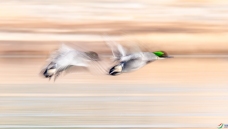 ����˫��