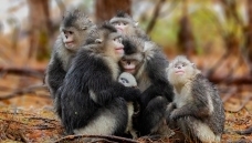 ��Ҫ����