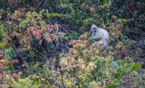 ������İ�ɫ�漣--�׻���Ҷ���ʵ