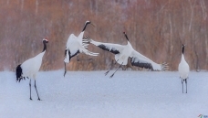 ������.�������