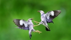 �ڻ�����