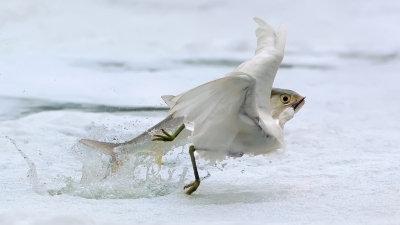 ����ס��