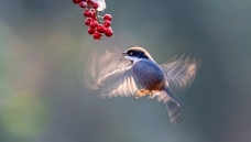 ��ͷ��βɽȸ