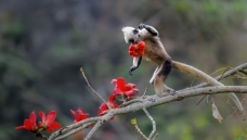 ��Ƥ��С��