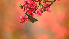 �ʺ�