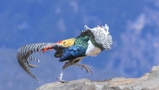 ����İ�������