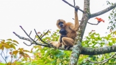 ���ϳ���Գ