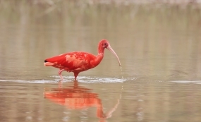 �ٽ��ɡ�����Ԫ��������ֿ��