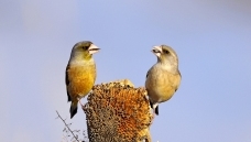 һ�ԡ��Ի���